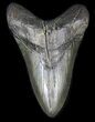 Lower Megalodon Tooth - South Carolina #31607-2